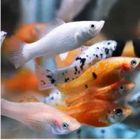 فروش ماهی ولوازم اکواریوم|ماهی|دوگنبدان, |دیوار