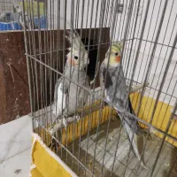 پرنده عروس هلندی