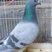 فروشی هستن|بدلیجات|برازجان, |دیوار