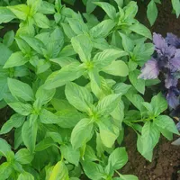 فروش سبزی  خورشتی. نعناع وریان حانه|خوردنی و آشامیدنی|اسلام‌‌آباد غرب, |دیوار