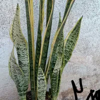 لوبیا سحر آمیز|خوردنی و آشامیدنی|مشهد, گاز|دیوار