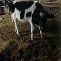 گوساله فروشی|حیوانات مزرعه|عطاملک, |دیوار