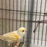 سه جفت قناری