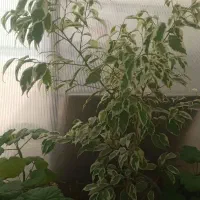 تعدادی گل به قیمت باور نکردنی به فروش می‌رسد|گل و گیاه طبیعی|نیشابور, میدان حافظ|دیوار