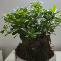 گلدان بونسای دیزاین