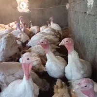 بوقلمون پلوار