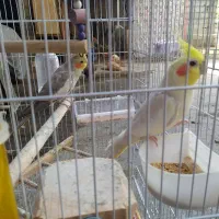 عروس هلندی نرو ماده همراه با قفس|پرنده|آستانه اشرفیه, |دیوار