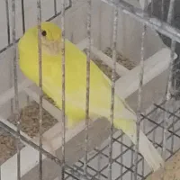 فروش قناری های رنگی