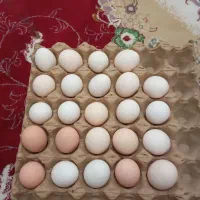 تخم مرغ نطفه دار محلی در رودان