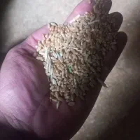 بذر گندم آبی