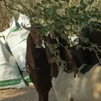 نر بزهای پاکستانی نژاد دوقلو هیکلی و ذات دار|حیوانات مزرعه|اهواز, شهدای انتظامی|دیوار