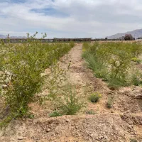 باغ با درخت انار ۳ساله مقعیت عالی