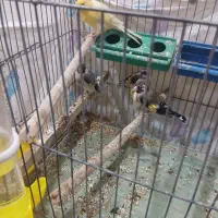 سهره نر لطفا توضیحات بخون