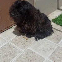 واگذاری.سگ شیتزو خیلی آروم.