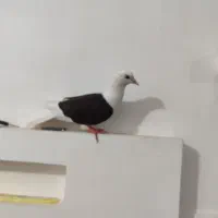 کفتر|پرنده|چابهار, |دیوار