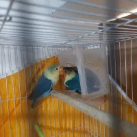 یه جفت عروس کوتوله خوشگل|پرنده|مشهد, مهدی آباد (بلوار توس)|دیوار