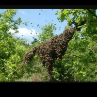 زنبور بر خورده