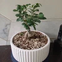 گل طبیعی بنسای|گل و گیاه طبیعی|تهران, سازمان برنامه شمالی|دیوار