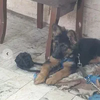 سگ ژرمن اصیل موبلند