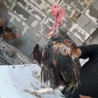 مرغ و خروس محلی|حیوانات مزرعه|شیراز, دوکوهک|دیوار