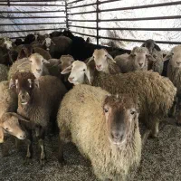 گوسفندچاق آماده کشتار باقصاب نصف گوشت|حیوانات مزرعه|مشهد, کشاورز|دیوار