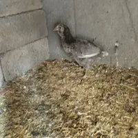 فروش مرغ کلین تخم گذار|حیوانات مزرعه|الیگودرز, |دیوار