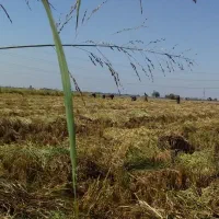 کاه کمل شالی