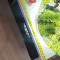 تنگ گیاهی همراه با ماهی|ماهی|تبریز, |دیوار