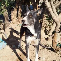 سگ شکاری کاملا با هوش سریع برا شکار برا فروش|سگ|عنبرآباد, |دیوار