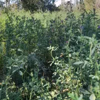 یک هکتار یونجه فقط ۸ میلیون فوری