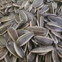 تخمه آفتبگردان ایرانی بار خوی