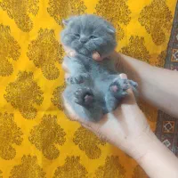 نر اسکاتیش بلو|گربه|چهاردانگه (تهران), |دیوار