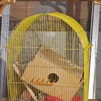 قفس