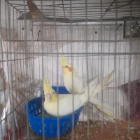 عروس عروس هلندی