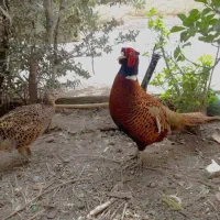 پرنده امریکایی و طاووس زینتی بلژیکی|پرنده|تهران, صادقیه|دیوار