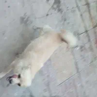 سگ پا کوتاه|حیوانات|نهاوند, |دیوار