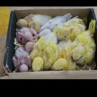 انواع طوطیسانان راهب ملنگو گرینچیک ....