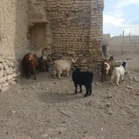 فروش ۸ راس بزغاله و بره