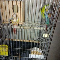 طوطی گرنچیک