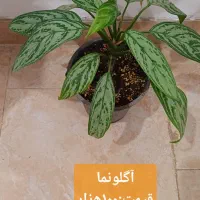 گلهای زیبا|گل و گیاه طبیعی|رشت, کوی مهر|دیوار