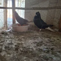 کبوتر جفتگاهی