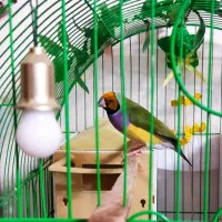 فنچ گلدین ماده