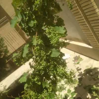 هرس درختان سم پاشی بیل زنی وگلگاری