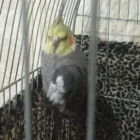 عروس هلندی آهوی وسیامون وابلق|پرنده|قرچک, زیبا شهر|دیوار