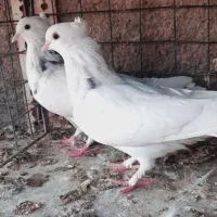 کفتر|پرنده|قم, چهل درخت‎|دیوار