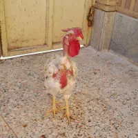 بوقلمون کرک وخروسهای محلی  اندیمشک هستم|حیوانات مزرعه|اندیمشک, |دیوار