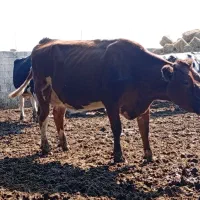 تلیسه زایده|حیوانات مزرعه|بجستان, |دیوار