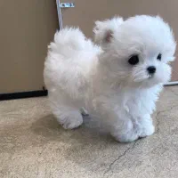 سگ عروسکی|سگ|قزوین, |دیوار