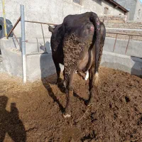 گاو شیری انگوس