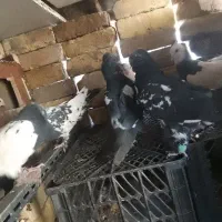 کفتر|پرنده|فولادشهر, C1|دیوار